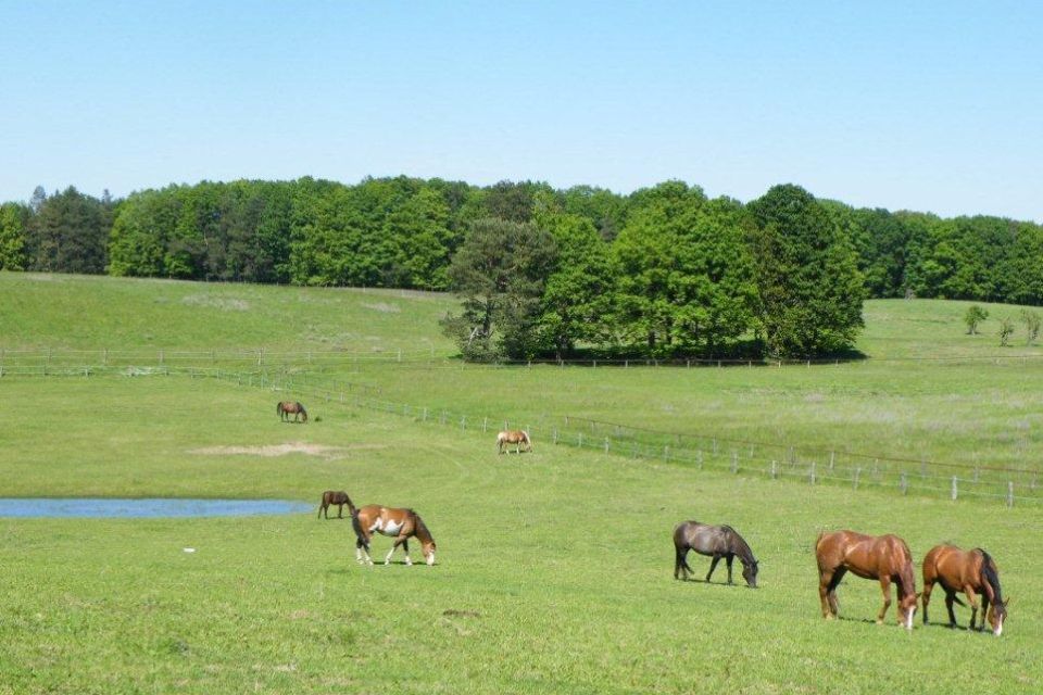 Pferde, Foto: Gut Sarnow